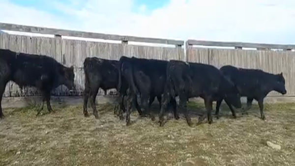 Lote 30 Ternero en Futrono, XIV Región Los Ríos