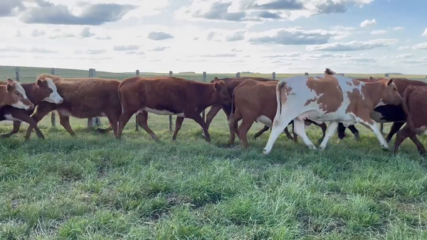 Lote Vacas Preñadas
