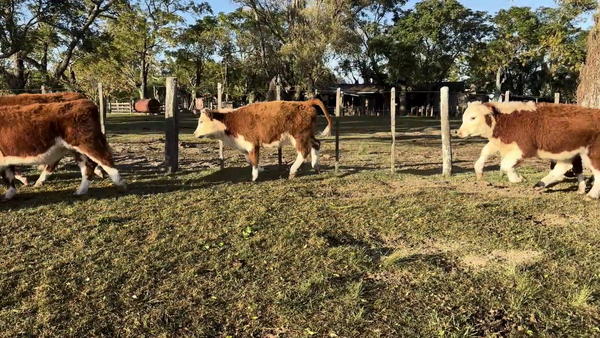  TERNEROS