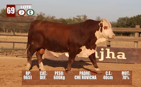 Lote Lote 69