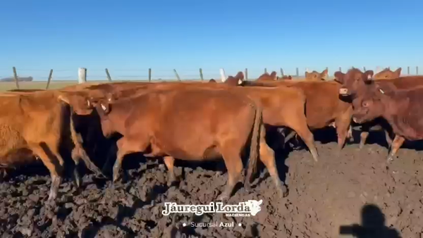 Lote 70 Vacas usadas preñadas