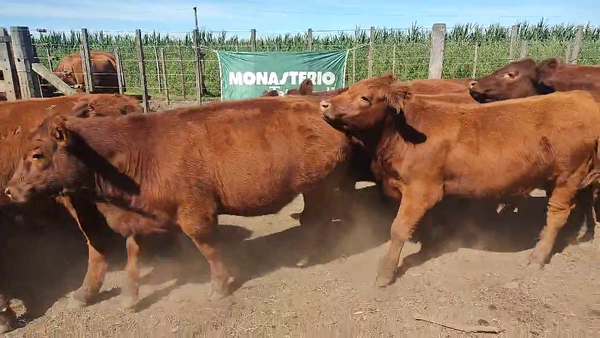 Lote 63 Novillitos EN CORONEL SUAREZ