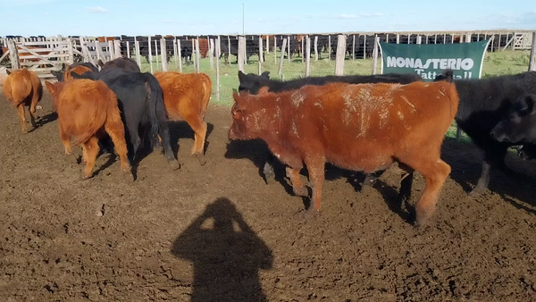 Lote 50 Terneras Coronel Suarez