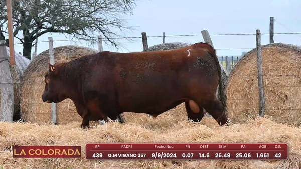 Lote Angus Morixe Coloradas