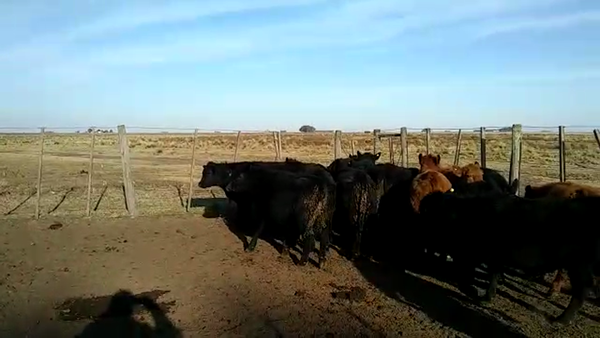 Lote 15 Terneros en Coronel Pringles, Buenos Aires