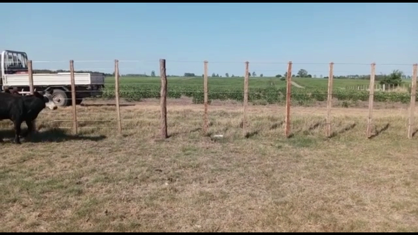 Lote Terneros Angus Sin Destetar