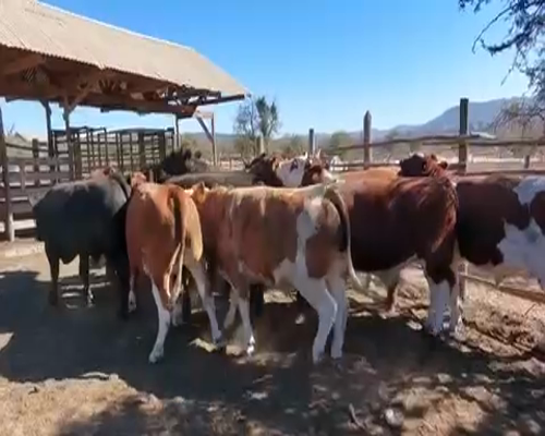 Lote 20 Novillo Gordo en Casablanca, V  Región Valparaíso