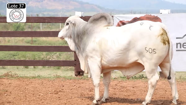 Lote LOTE 37