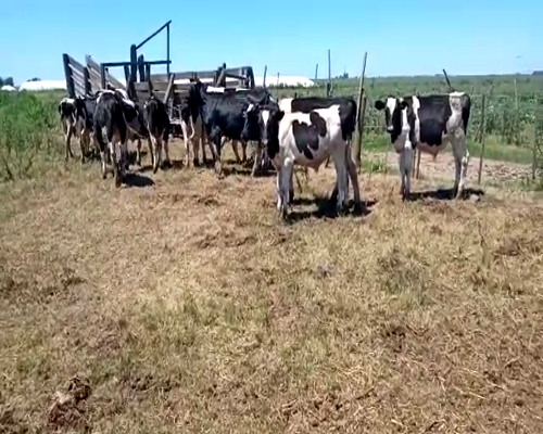 Lote 12 Terneros en Laboulaye, Córdoba