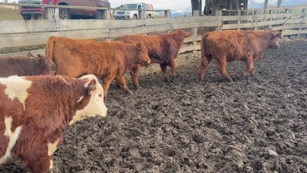 Lote 24 Ternero en Coyhaique, XI Región Aysén