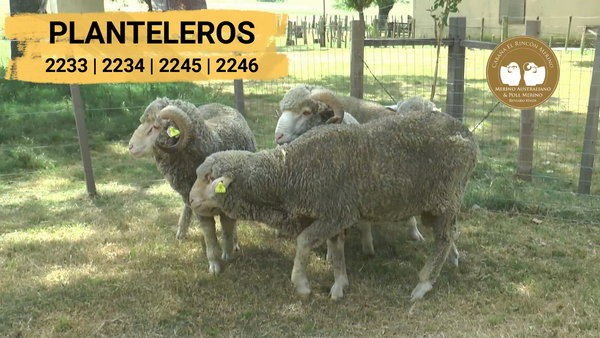 Lote Planteleros