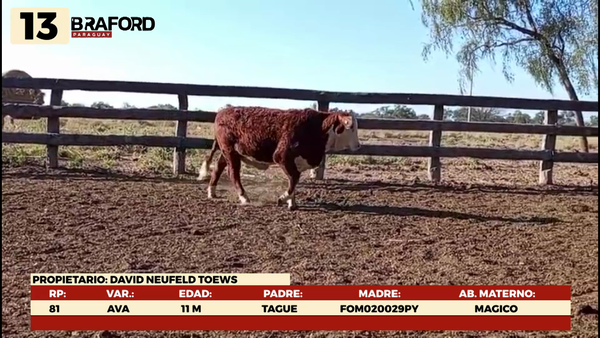 Lote LOTE 13 TERNERAS DE CORRAL