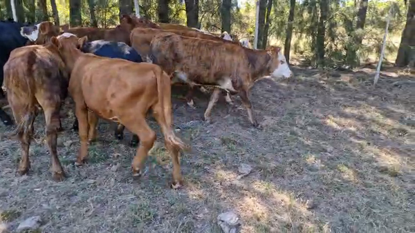 Lote 12 Novillos, San José