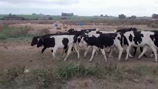 Lote (Vendido)21 Terneros Holando HOLANDO 140kg -  en AGRACIADA