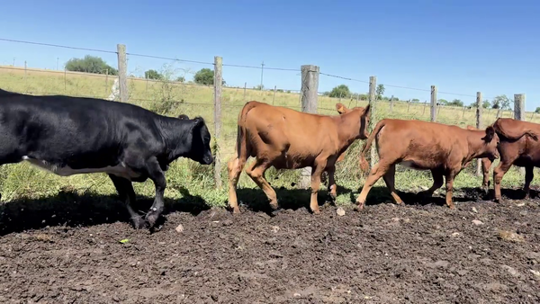 Lote TERNEROS Y TERNERAS