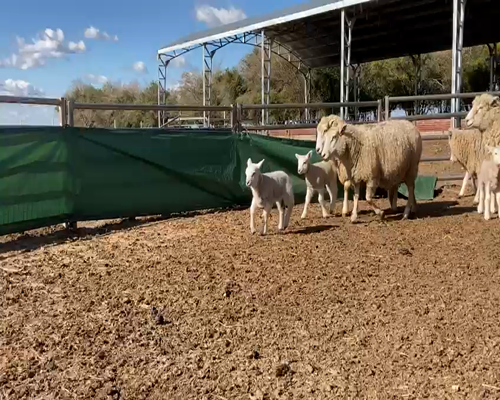 Lote (Vendido)16 Ovejas piezas de cría HIGHLANDER 60kg - , Colonia