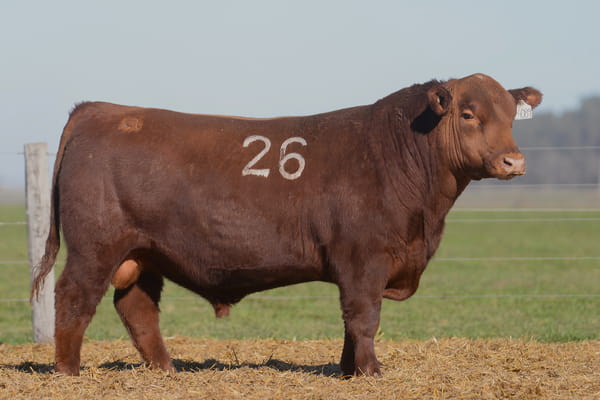 Lote TORO ANGUS PC