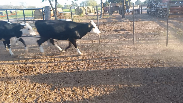 Lote 9 Vaquillonas Caretas en San Pedro, Córdoba