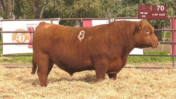 8 3258 — TOROS ANGUS COLORADOS  PC