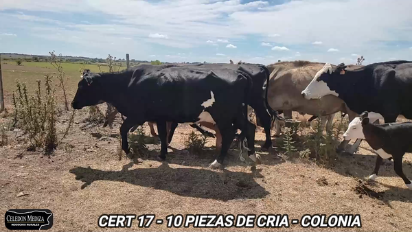 Lote 10 Piezas de cría en Colonia
