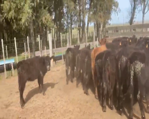 Lote (Vendido)53 Terneras AA 129kg -  en SAN GRGORIO