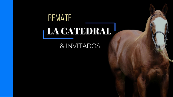 Lote GRAND CURIOSO (CURIOSO JOHAN -  GRAND VIRGINIA)