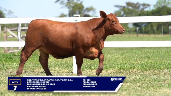 Lote LOTE 7