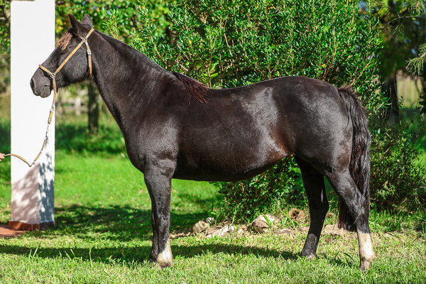 Lote CATANDUVA PROSA