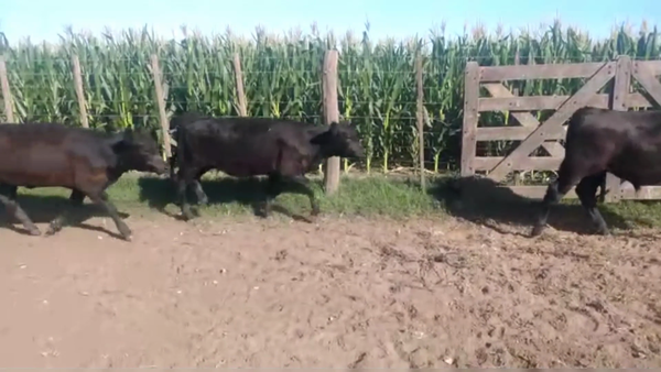 Lote 75 TERNS. HEMBRAS, LINCOLN, PCIA. DE BS. AS.