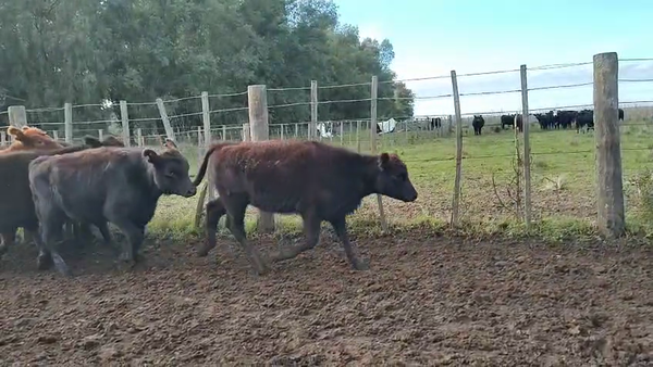 Lote 65 Terneros/as en Olavarria