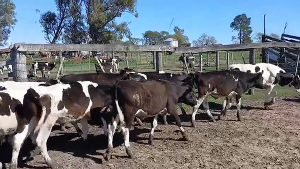 Lote 21 Terneros/as Holando Argentino en Col. Bigand, Santa Fe