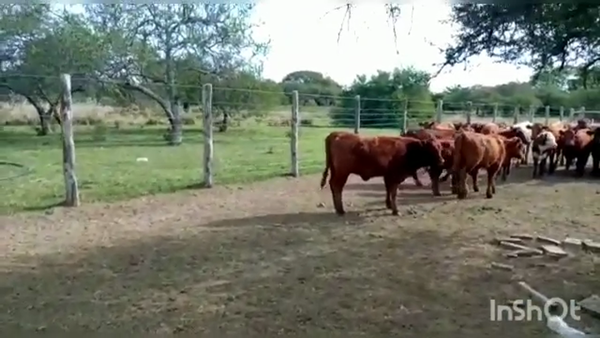 Lote 19 Terneras y 19 Terneros Braford y sus cruzas en Pueblo Libertador, Corrientes