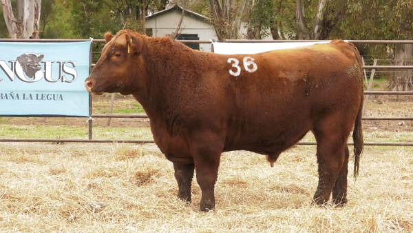 Lote TOROS ANGUS COLORADOS  PC