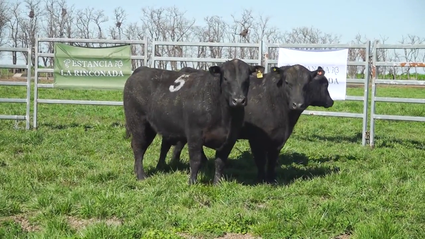 Lote Toros ANGUS