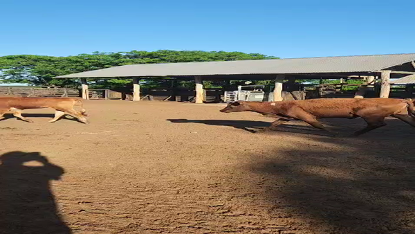 Lote 134 Vaquillonas