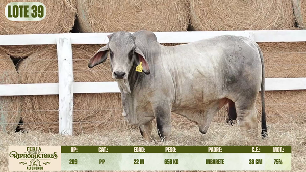 Lote LOTE 39