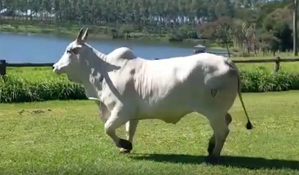 Lote PREÑEZ Nelore a Bozal Expo Internacional 2022 - Lote 1