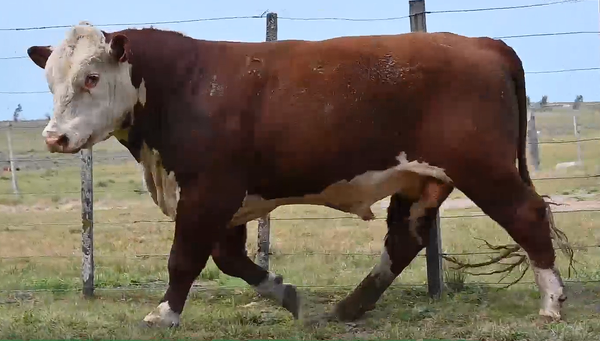 Lote TOROS H RP 5095 5130 5072