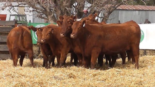 Lote VAQUILLONAS PURAS CONTROLADAS CON GARANTÍA DE PREÑEZ