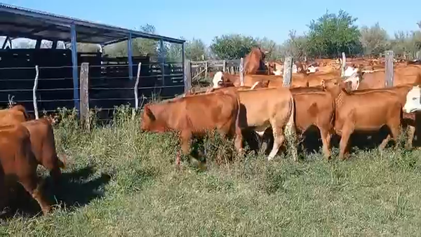 Lote 200 Terneros