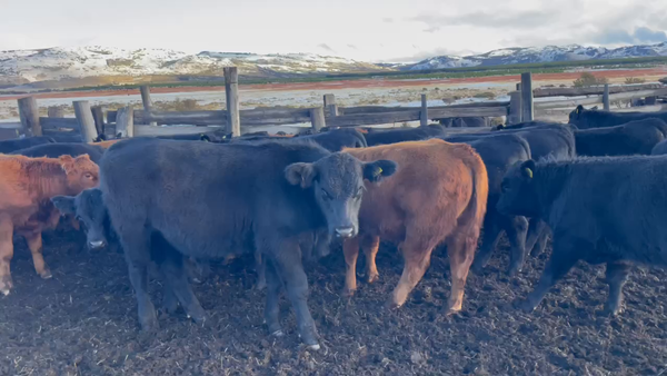 Lote 45 Ternero en Coyhaique, XI Región Aysén