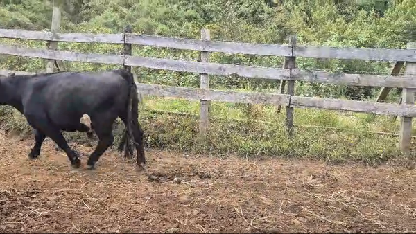 Lote 27 Novillo Gordo en Futrono, XIV Región Los Ríos