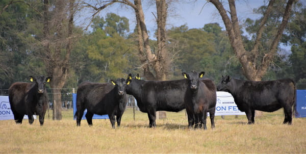 Lote "Cabaña ""Don Felix"" Vaquillonas PC"