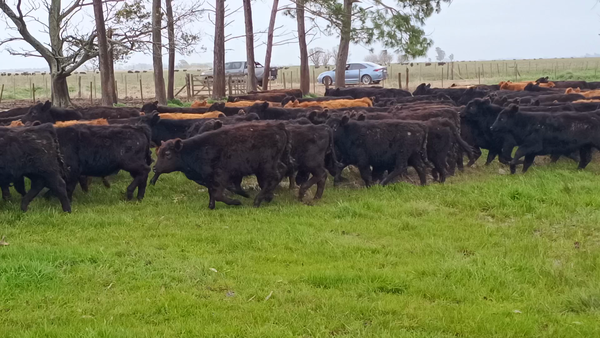 Lote 210 Terneros