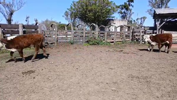 Lote 50 Terneros/as en Corrientes, Curuzu Cuatia