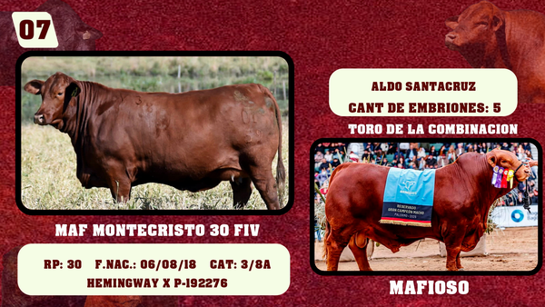Lote LOTE 7