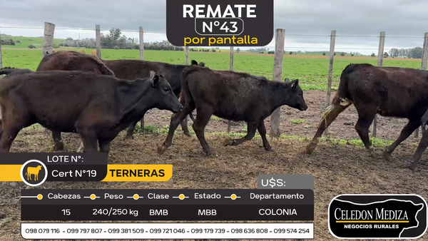Lote 15 Terneras en Estanzuela, Colonia
