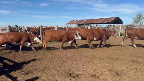 Lote 277 Vacas usadas preñadas en Corrientes, Tapebicuá