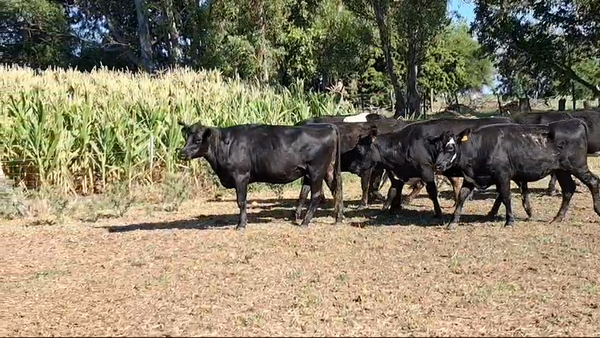 Lote VAQUILLONAS 1 A 2 AÑOS