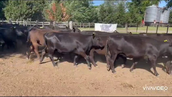 Lote 35 Vaquillonas MAS C/ gtia de preñez en Gral. Paz, Buenos Aires